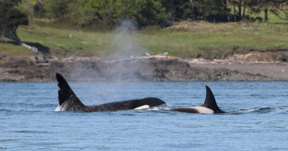 Photo by Cindy Hansen 
Transient killer whales T63 and T65 come up for some air.