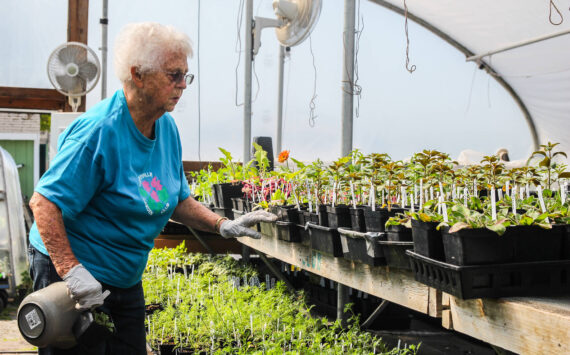 Photo by Luisa Loi
Virginia Brown, who has been with the club for 23 years, inspects some plants at the greenhouse behind Coupeville High School.
Photo by Luisa Loi
Virginia Brown, who has been with the club for 23 years, inspects some plants at the greenhouse behind Coupeville High School.